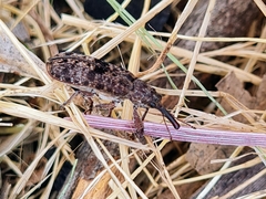 Isacantha punctirostris