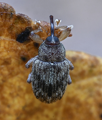 Lignyodes bischoffi