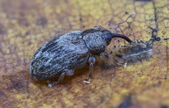 Lignyodes bischoffi