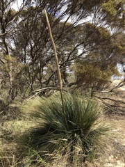 Xanthorrhoea