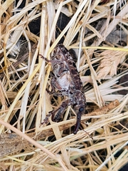 Isacantha punctirostris
