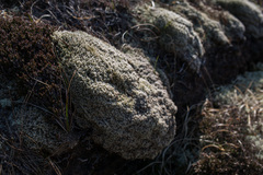 Racomitrium lanuginosum