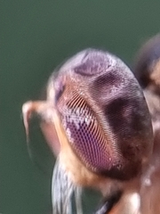 Entomophthora