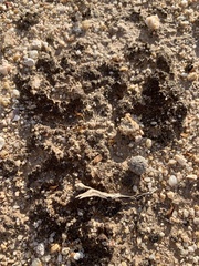 Clavascidium lacinulatum