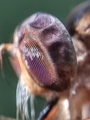 Ommatiini