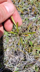 Microseris scapigera