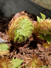 Polystichum cystostegium