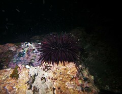 Tuleariocaris holthuisi