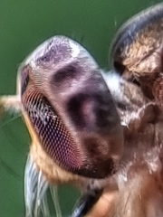 Ommatiini