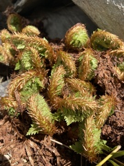 Polystichum cystostegium
