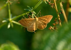 Idaea ochrata