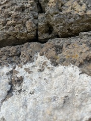 Agaricomycotina