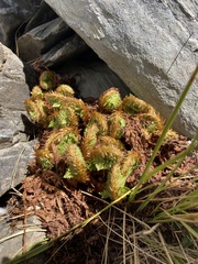 Polystichum cystostegium