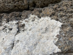Agaricomycotina
