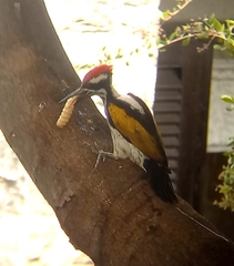 Chrysocolaptes festivus