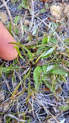 Microseris scapigera