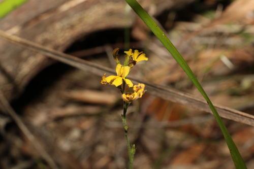 Image of Goodenia bellidifolia by (c) Greg Tasney, some rights reserved (CC BY-SA)