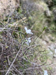 Wahlenbergia