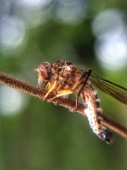 Ommatiini