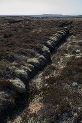 Racomitrium lanuginosum