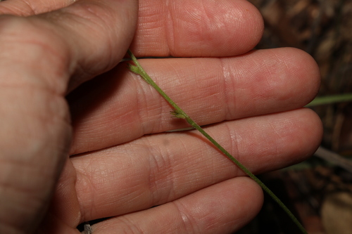 Image of Goodenia bellidifolia by (c) Greg Tasney, some rights reserved (CC BY-SA)