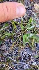 Microseris scapigera