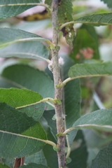 Salix amygdaloides