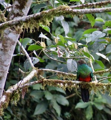 Pharomachrus auriceps