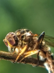 Ommatiini