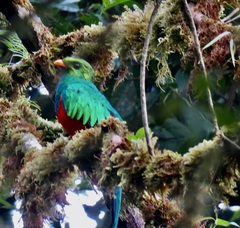 Pharomachrus auriceps