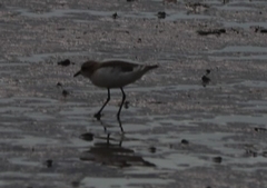 Charadrius ruficapillus