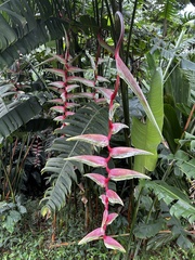 Heliconia chartacea