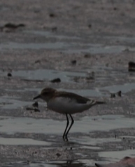 Charadrius ruficapillus