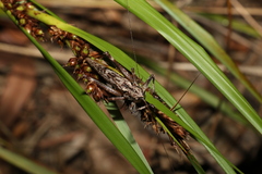 Larifugagraecia cornuta
