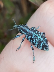 Chrysolopus spectabilis