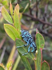 Chrysolopus spectabilis