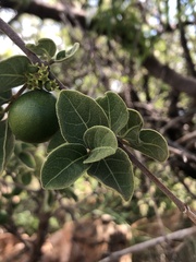 Vangueria parvifolia