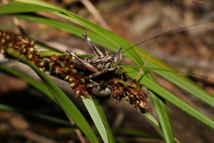 Larifugagraecia cornuta