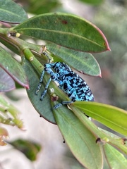 Chrysolopus spectabilis