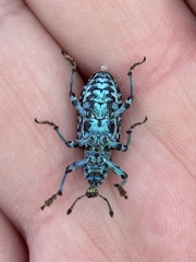 Chrysolopus spectabilis