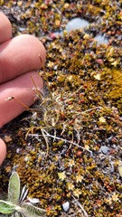 Luzula ulophylla