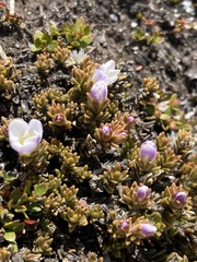 Veronica densifolia