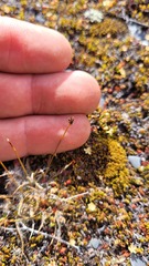 Luzula ulophylla