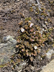 Veronica densifolia