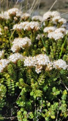 Pimelea traversii