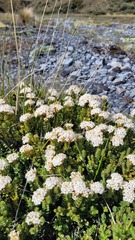 Pimelea traversii