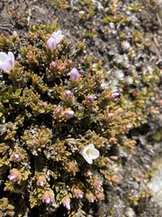 Veronica densifolia