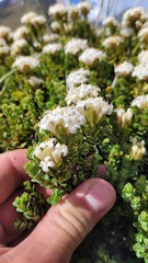 Pimelea traversii