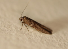 Blastobasis tanyptera