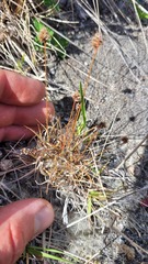 Luzula ulophylla
